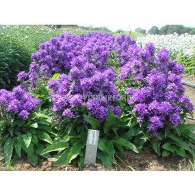 Камбанки сини / campanula glomerata blue / 1 бр коренище
