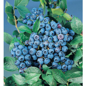 Боровинка (Vaccinium Corymbosum Bluecrop)