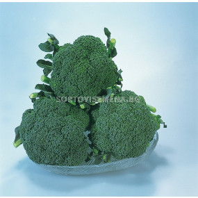 Семена Броколи Сакура F1 - Broccoli Sakura F1