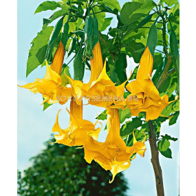 Бругманзия (Brugmansia Double Angel's) – жълта