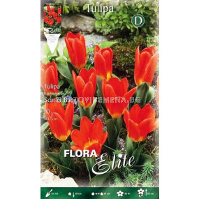 Лале Kaufmanniana Scarlet Baby  - sortovisemena.bg Лале Kaufmanniana Scarlet Baby