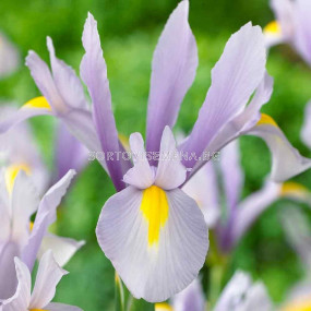 Ирис светлосин / Iris dutch 'King Mauve' / 