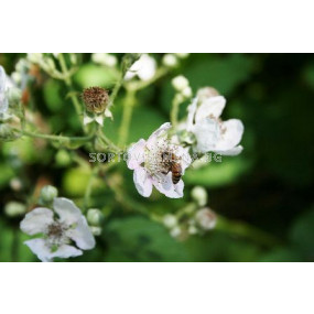 Черна хималайска къпина (Rubus Himalaya)
