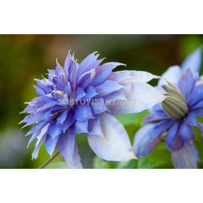 Клематис (Clematis) Lanuginosa Multi Blue