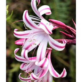 Кринум cintho alfa -  24/26 - 1бр