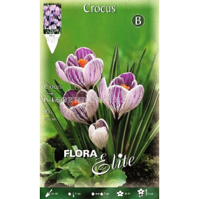 Минзухари (Crocus) Pickwick 