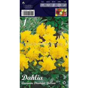 Далия (Dahlia) Anemone Diamant Yellow (ниска) 