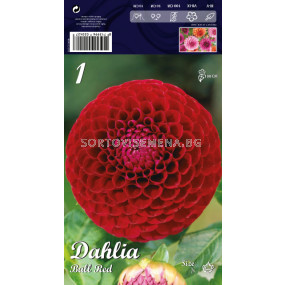 Далия Ball Red - Dahlia Ball Red 