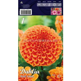 Далия Ball Silvia - Dahlia Ball Silvia