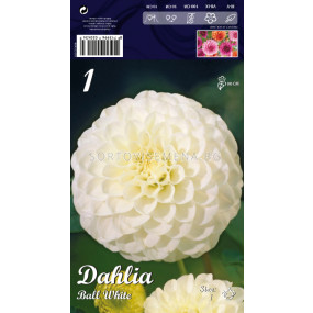 Далия Ball White - Dahlia Ball White