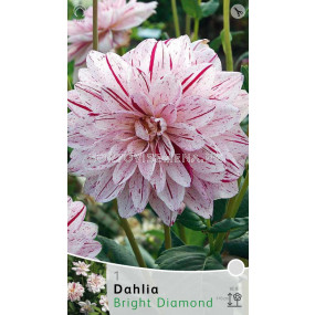 Далия Bright Diamond - Dahlia Bright Diamond