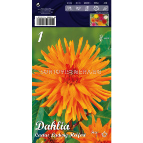 Далия (Dahlia) Cactus Ludwig Helfert 