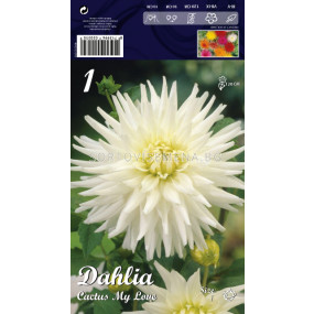 Далия Cactus My Love - Dahlia Cactus My Love