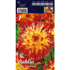 Далия Cactus Vuurvogel - Dahlia Cactus Vuurvogel