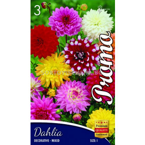 Далия (Dahlia) Decorativa Mix 