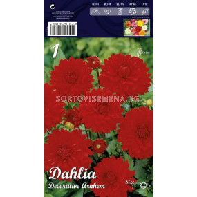 Далия (Dahlia) Decorative Arnhem (ниска)