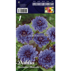 Далия (Dahlia) Decorative Bluesette (ниска)