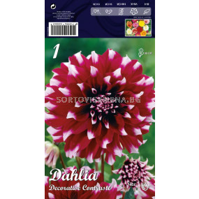 Далия (Dahlia) Decorative Contraste