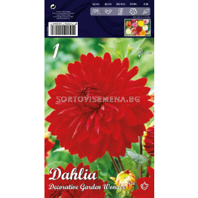 Далия (Dahlia) Decorative Garden Wonder