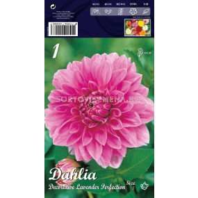 Далия (Dahlia) Decorative Lavender Perfection