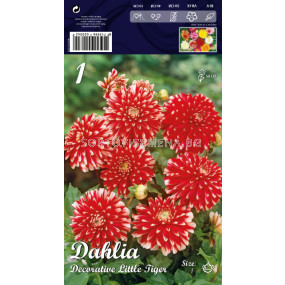 Далия (Dahlia) Decorative Little Tiger (ниска)