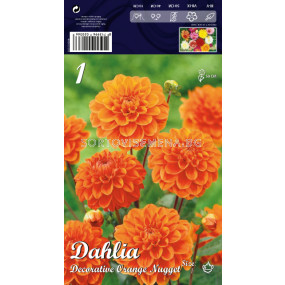 Далия (Dahlia) Decorative Orange Nugget (ниска) 