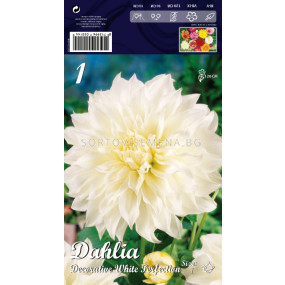 Далия (Dahlia) Decorative White Perfection