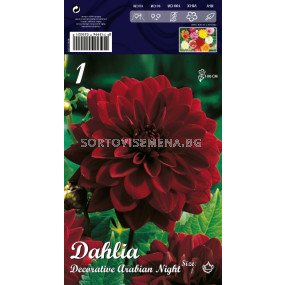 Далия (Dahlia) Dekorativa Arabian Night