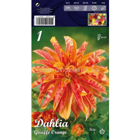 Далия Giraffe Orange - Dahlia Giraffe Orange