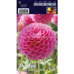 Далия (Dahlia) Pompon Franz Kafka