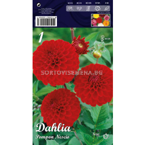 Далия (Dahlia) Pompon Nescio LSCH 