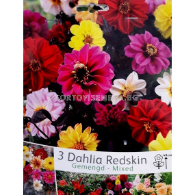 Далия Redskin Микс - Dahlia Redskin Mix