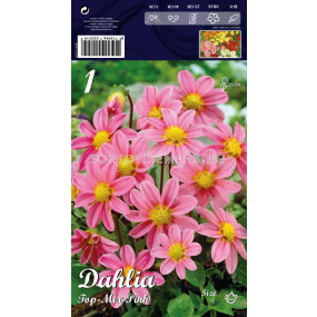 Далия (Dahlia) Top-Mix Pink (ниска) 