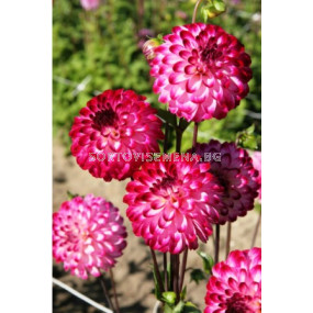 далия Pompon Little Robert - sortovisemena.bg далия Pompon Little Robert