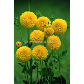 Далия (Dahlia) Pompon Deepest Yellow