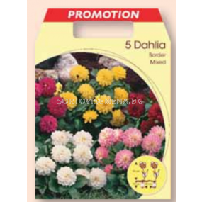 Далия ниска микс / Dahlia border mixed / 1 оп ( 5 бр )