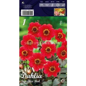 Далия (Dahlia) Top-Mix Red (ниска)