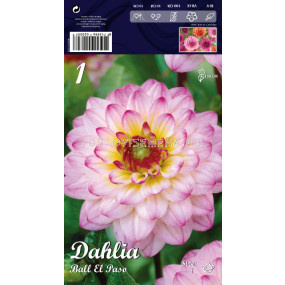 Далия Ball El Paso