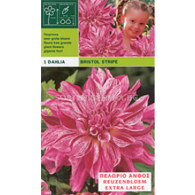 далия Bristol Stripe