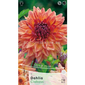 Далия Ciaboss - Dahlia Ciaboss