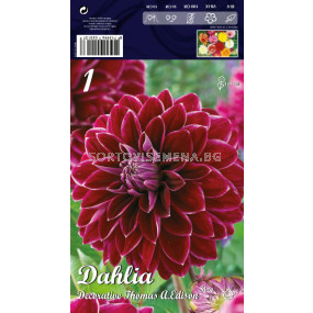 Далия (Dahlia) Decorative Thomas A.Edison