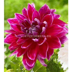 далия (Dahlia) Decorative 'Dinnerplate' Mero Star 