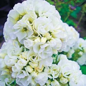 Флокс / Phlox Double White / 1бр 			