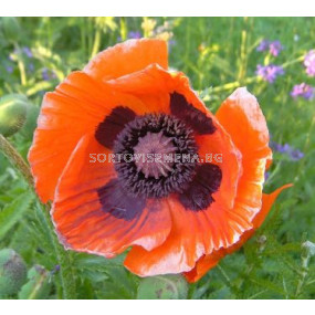 Декоративен мак оранжев - Decorative poppy orange