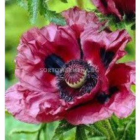 Декоративен мак лилав - Decorative poppy purple