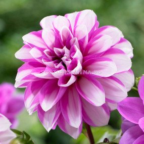 Далия розово-бяла / Dahlia Priceless Pink / 1 коренище