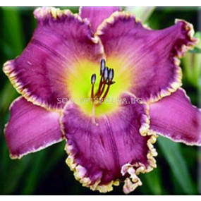 Хемерокалис Лице на звездите / Hemerocallis Face of the stars / 1 бр