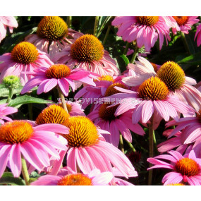 Ехинацея розова / Echinacea Pink / 1 бр				