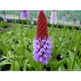 Иглика на Виал - Primula Vialii - 1 корен 