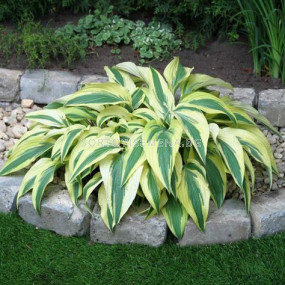 Хоста - Hosta Lakeside Dragonfly -1 бр